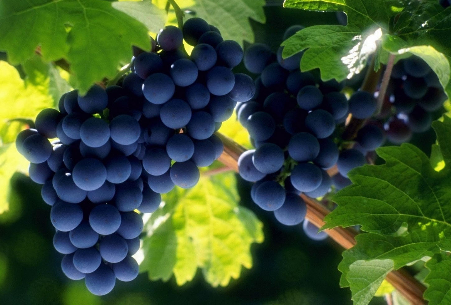 Как правильно посадить виноград весной?