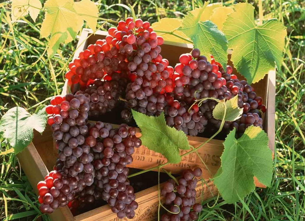 Как правильно посадить виноград весной?