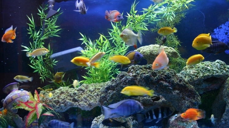 Совместимость аквариумных рыбок.