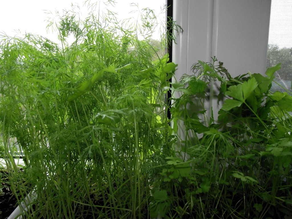 Как вырастить зелень зимой на подоконнике? 