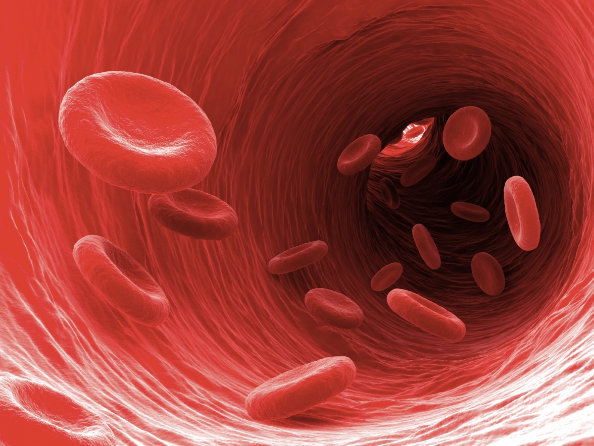 Лимфоциты в крови