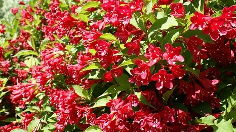 Кустарники с красными цветами. Кустарники с красными цветами.