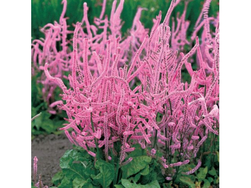 Лимониум Лимониум