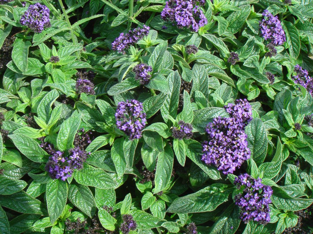 Лимониум Лимониум